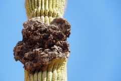 Saguaro Cactus