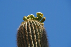 Saguaro Cactus