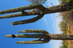 Saguaro Cactus