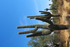 Saguaro Cactus
