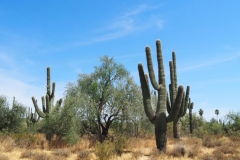 Saguaro Cactus