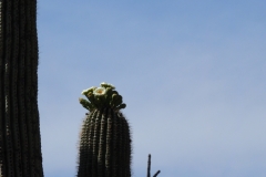 Saguaro Cactus