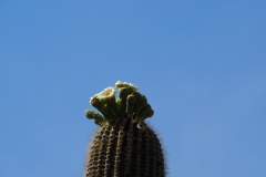 Saguaro Cactus