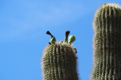 Saguaro Cactus