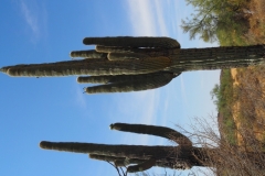 Saguaro Cactus