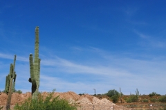 Saguaro Cactus