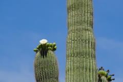 Saguaro Cactusworld24-6080545