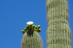 Saguaro Cactus
