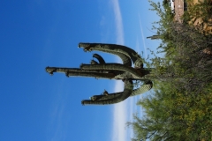 Saguaro Cactus