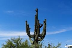 Saguaro Cactus