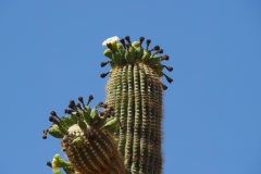 Saguaro Cactus