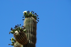 Saguaro Cactus