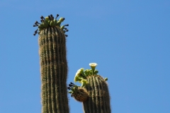 Saguaro Cactus
