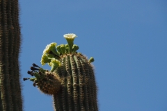 Saguaro Cactus