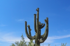Saguaro Cactus