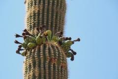 Saguaro Cactus