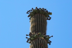 Saguaro Cactus