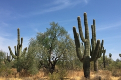 Saguaro Cactus