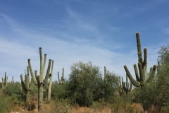 Saguaro Cactus