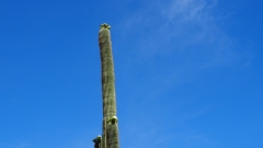 Saguaro Cactusworld24-6080527