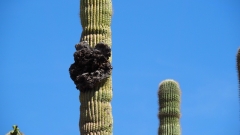 Saguaro Cactus