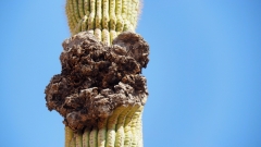 Saguaro Cactus