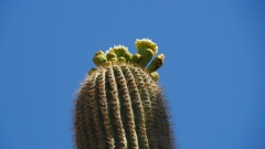 Saguaro Cactus