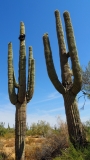 Saguaro Cactus