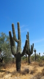 Saguaro Cactus