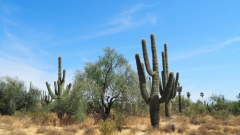 Saguaro Cactus
