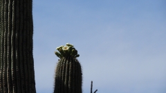 Saguaro Cactus