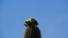 Saguaro Cactus
