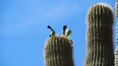 Saguaro Cactus