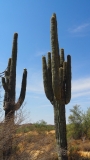Saguaro Cactus