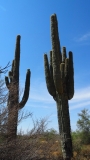 Saguaro Cactus