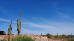 Saguaro Cactus