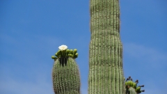 Saguaro Cactusworld24-6080545