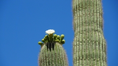 Saguaro Cactus
