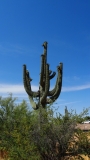 Saguaro Cactus