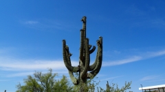 Saguaro Cactus