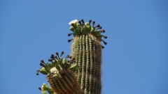 Saguaro Cactus