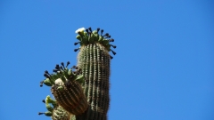 Saguaro Cactus