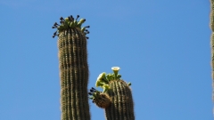 Saguaro Cactus