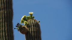 Saguaro Cactus