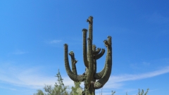 Saguaro Cactus