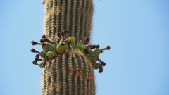 Saguaro Cactus