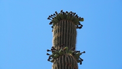 Saguaro Cactus