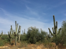 Saguaro Cactus